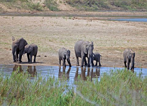 Op reis in Zuid-Afrika: ontmoeting met olifanten