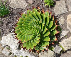 spiraalvormige groeiwijze van een vetplant: heel mooi