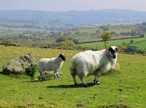Wie Dartmoor zegt, zegt: schapen