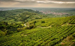 wijnvelden in Veneto