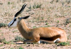 Springbok