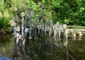 waterpaddestoelen