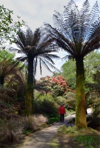 sunbtropische planten in een beschutte omgeving
