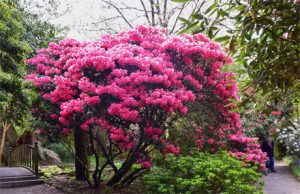 Prachtig bloeiende azalea's