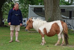 Pony's lopen hier vrij rond
