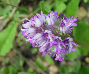prachtige wilde bloemen